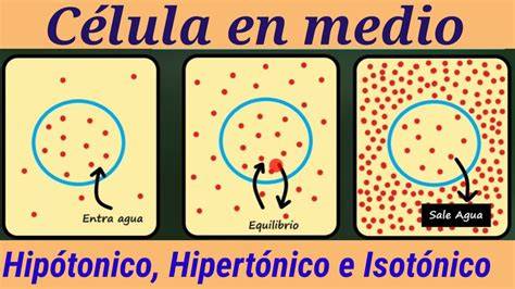 Ósmosis en medios hipotónico hipertónico isotónico