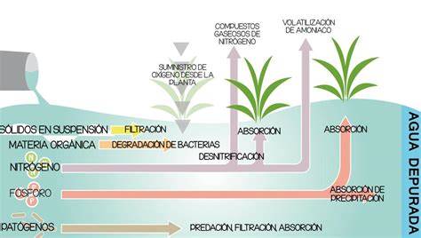 Esquema de fitodepuración con plantas