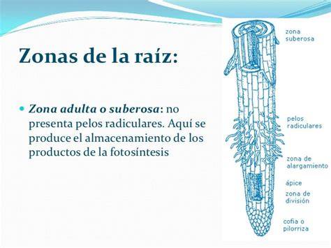 Ósmosis en pelos radiculares