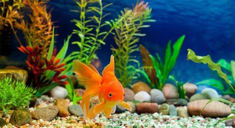 pez de acuario con punto blanco
