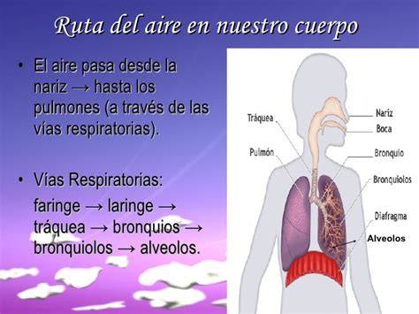 recorrido del aire desde tráquea hasta alvéolos