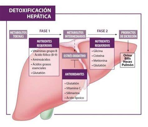 Esquema de detoxificación hepática en perros y gatos