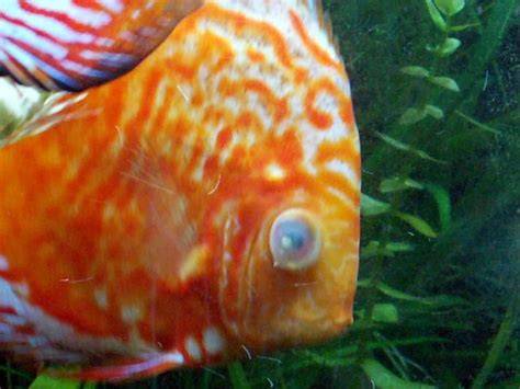 Ojo nublado de pez de acuario