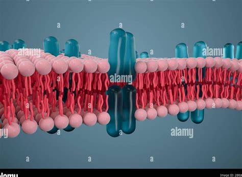 membrana microfiltrante y células retenidas