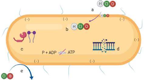 Mecanismo oxidativo del HClO en células bacterianas
