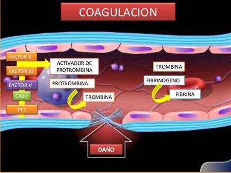 formación de fibrina durante coagulación sanguínea