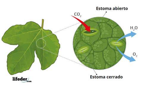 Estomas de una hoja y intercambio gaseoso