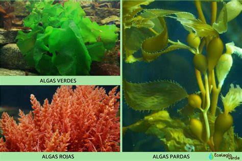 Tipos de algas en estanque con peces