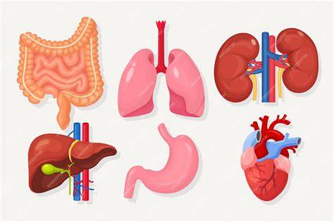 Hígado riñones y tracto gastrointestinal