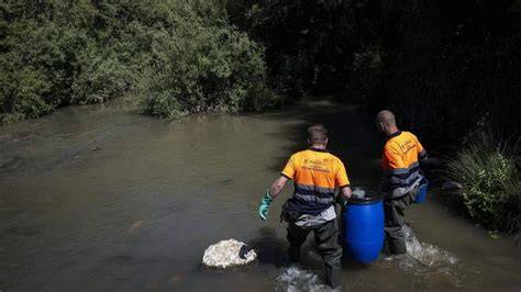 peces autóctonos del río Manzanares