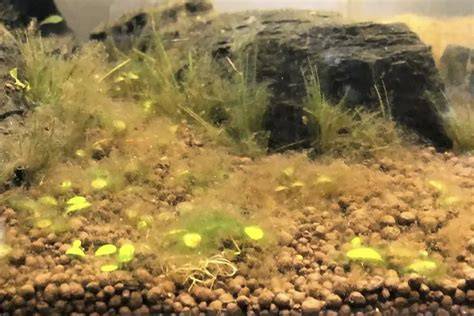 Acumulo marrón de diatomeas en acuario