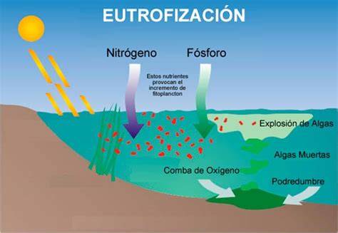 Eutrofización de un lago por exceso de nutrientes