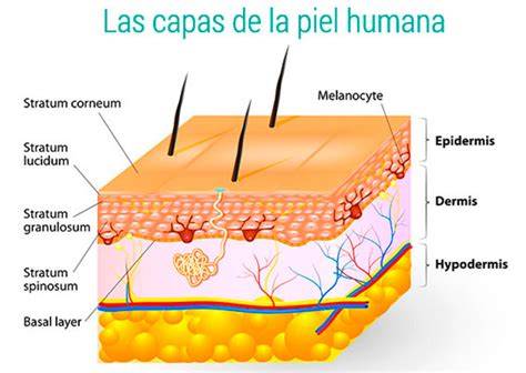 capas de la piel y tecnología liposomal