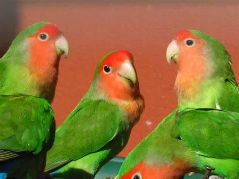 Agapornis roseicollis ancestral plumaje verde