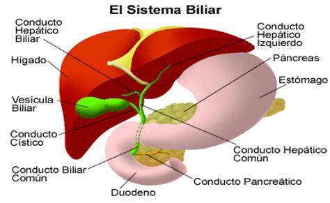 Hígado y vesícula biliar anatomía