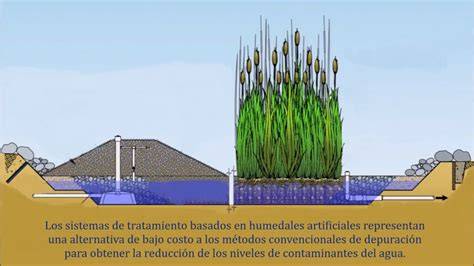 Humedal artificial con plantas emergentes