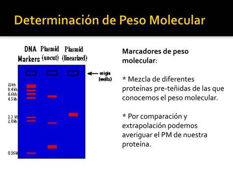 Marcadores de peso molecular en electroforesis
