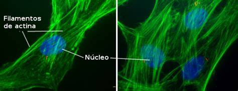 Actina marcada con proteína fluorescente azul