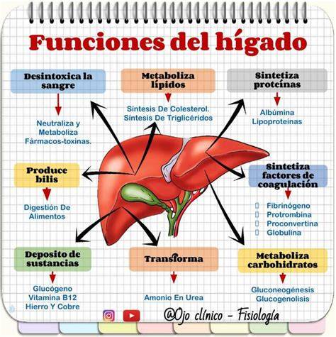 Funciones principales del hígado humano