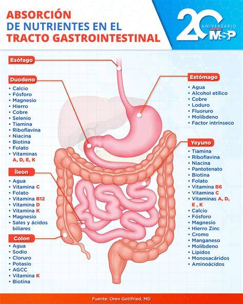 Proceso de digestión y absorción intestinal