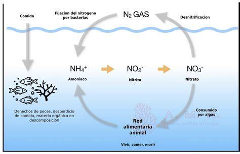 Esquema del ciclo del nitrógeno acuario