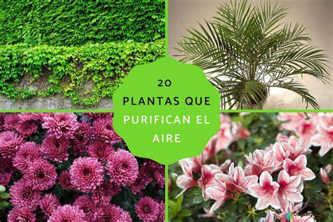 Plantas de interior purificando aire doméstico
