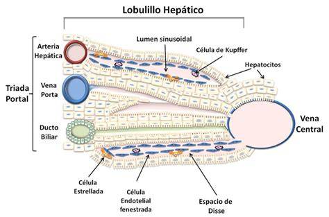lobulillo hepático hepatocitos tríada portal