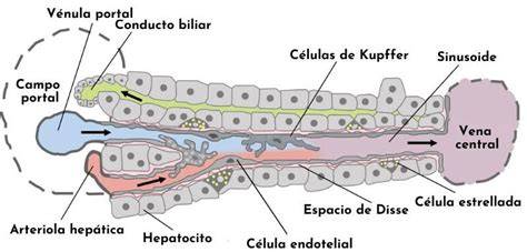 célula estrellada hepática espacio Disse