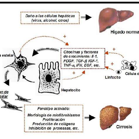 activación células estrelladas fibrosis hepática