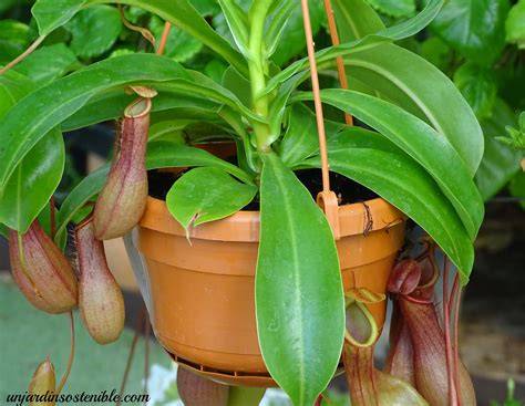Riego superior de Nepenthes en maceta