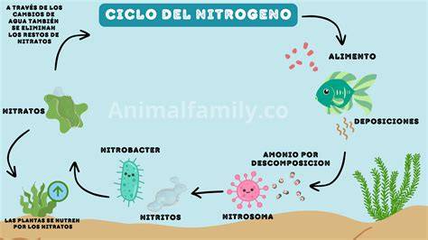 Ciclo biológico del nitrógeno en acuario