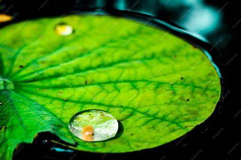 Gota de agua sobre hoja de loto