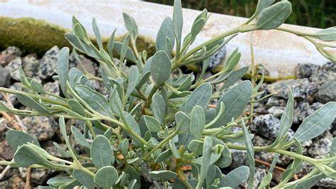 Planta halófita Atriplex portulacoides