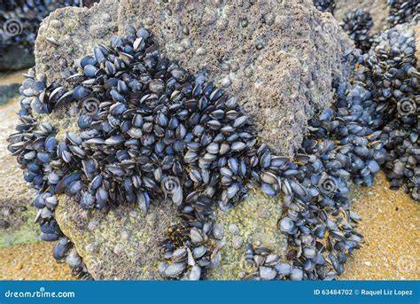 Mejillones de roca en litoral marino