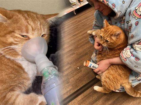 Gato con asma junto a purificador HEPA