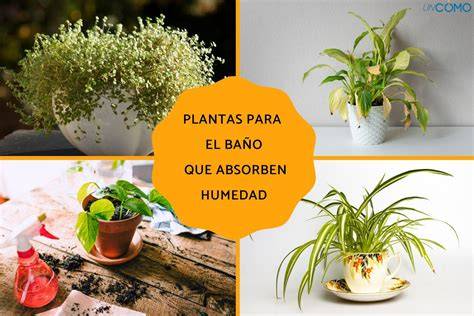 Planta de interior regulando humedad del ambiente