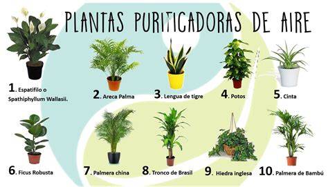 Distribución de plantas purificadoras por habitaciones
