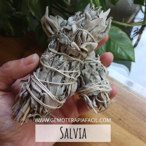 Atado de salvia blanca para sahumar