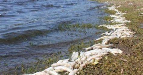 Eutrofización y mortandad de peces