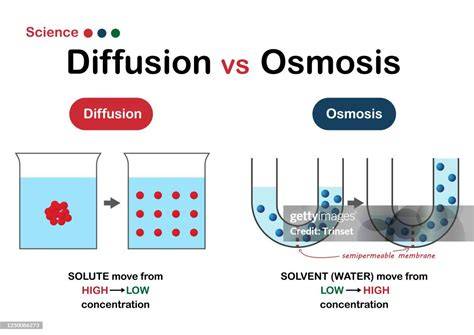 Comparación entre difusión y ósmosis celular