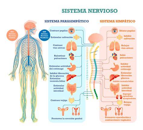 Esquema de sistema autónomo de depuración