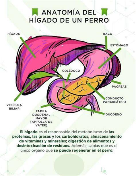 Hígado de perro y gato funciones principales