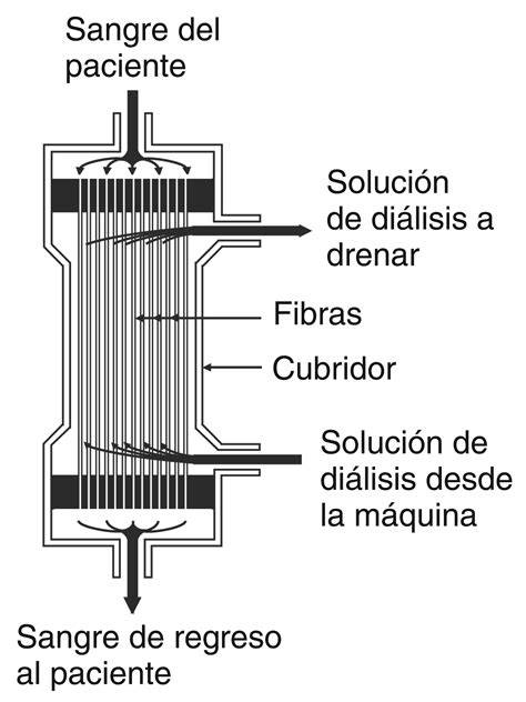 Estructura interna del dializador de fibras huecas