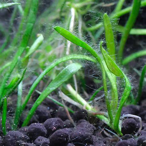 Algas muertas retiradas del acuario