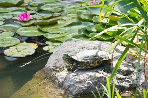 Estanque con tortugas y algas excesivas