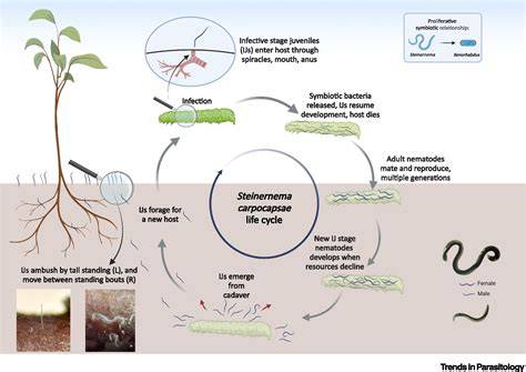 Ciclo de infección de Steinernema carpocapsae