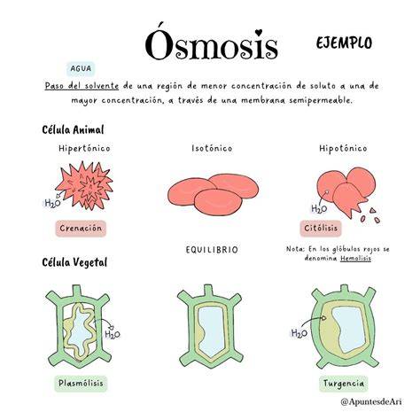 Ósmosis en célula vegetal y animal
