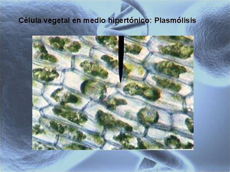 Plasmólisis en epidermis vegetal