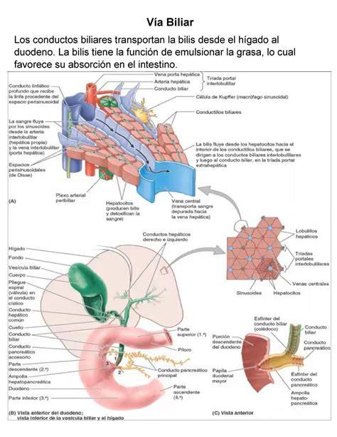 Recorrido de la bilis hacia el intestino