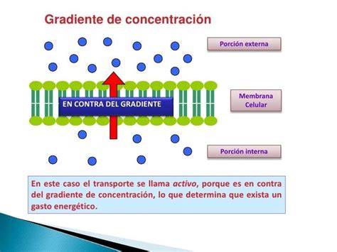 gradiente de concentración y equilibrio